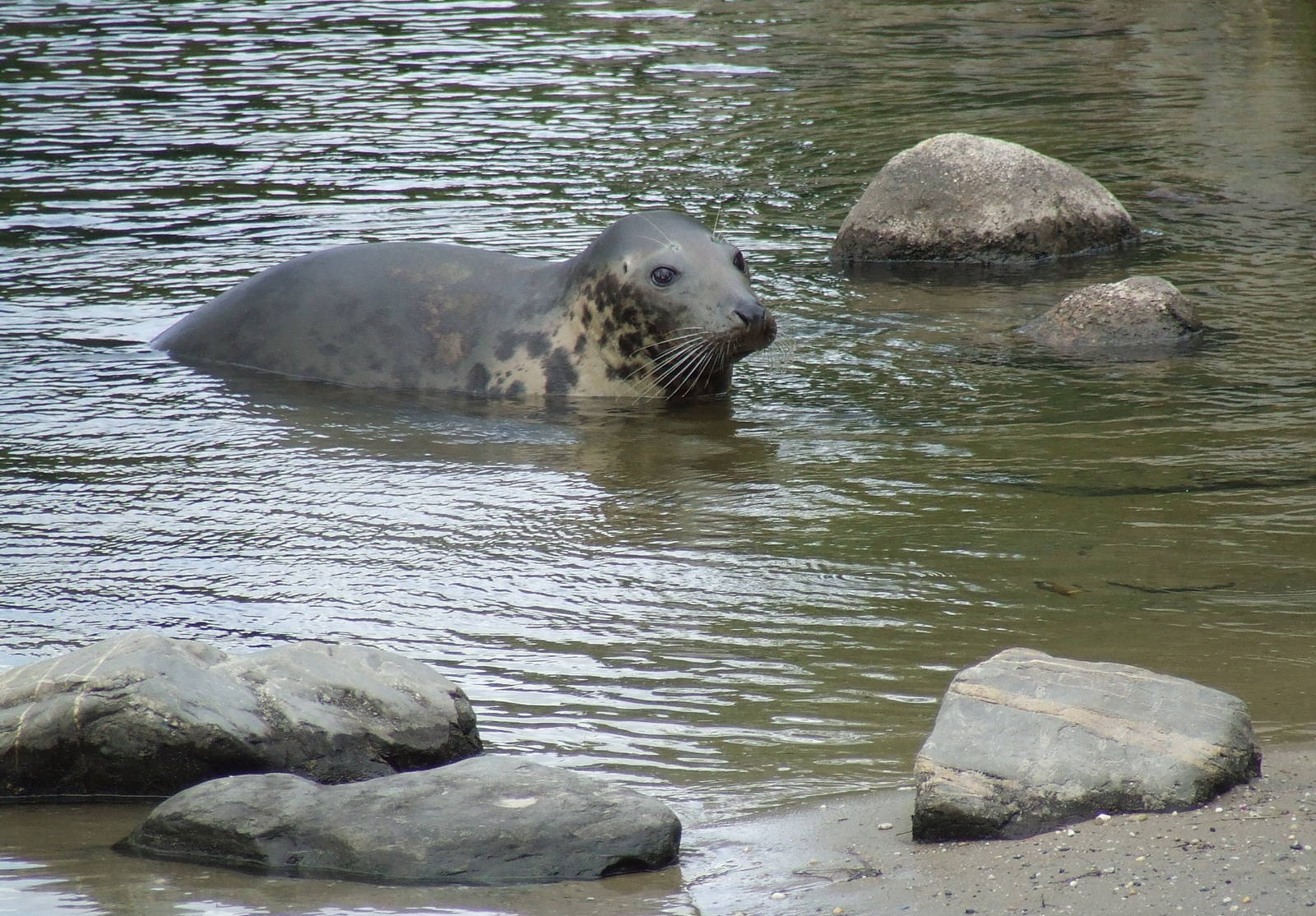 Grey Seal
