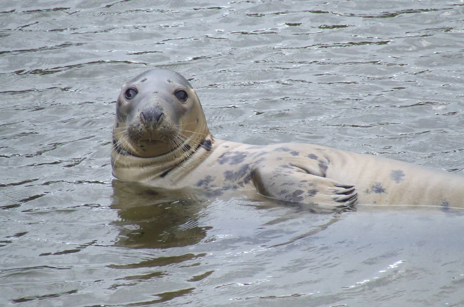 Grey Seal