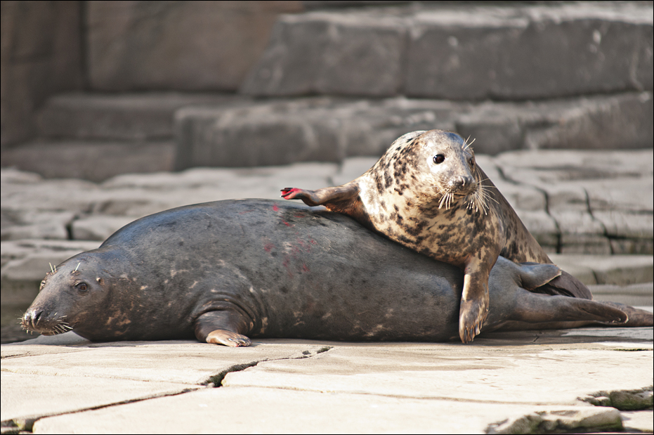 Grey seals at Hamburg