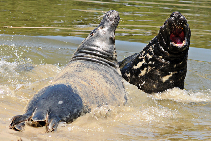 Grey seals at Harderwijk