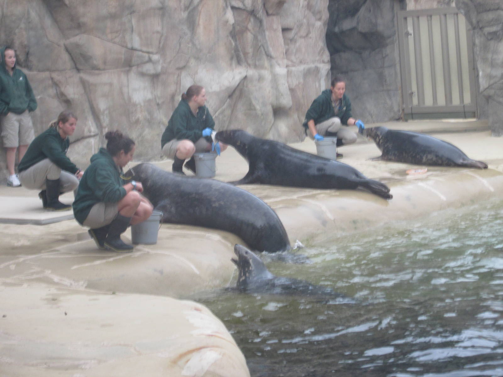 Grey Seals Brookfield Zoo November 2014