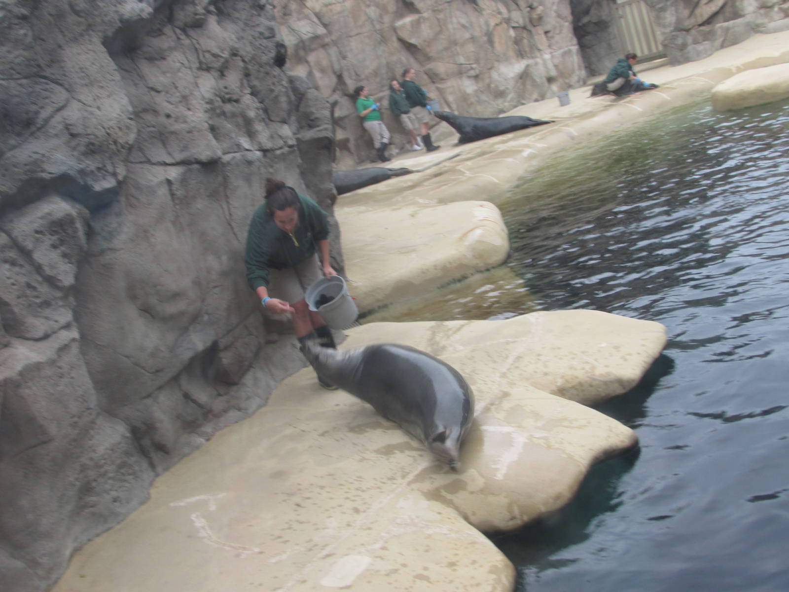 Grey Seals Brookfield Zoo November 2014