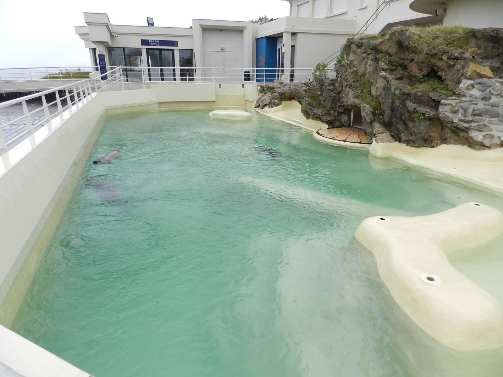 Grey Seals enclosure