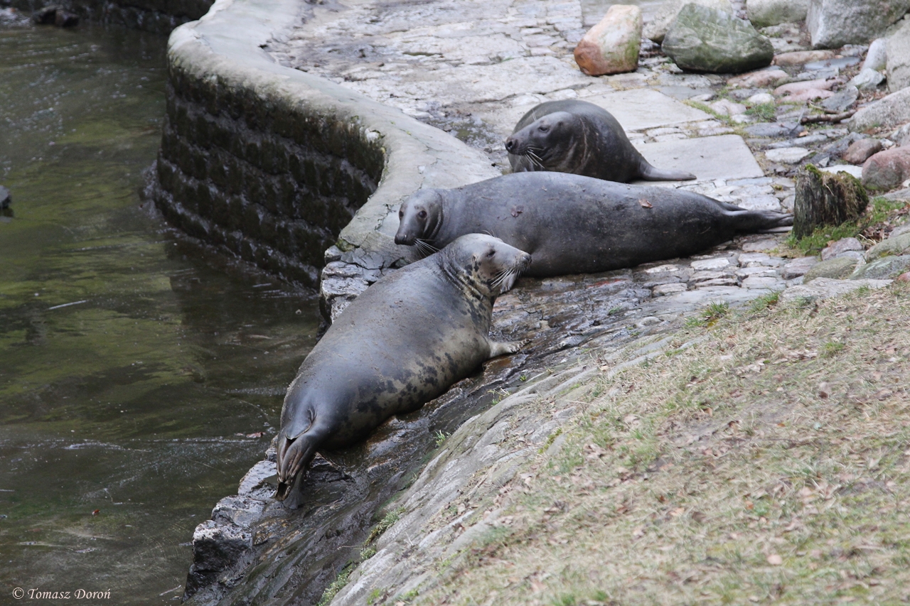 Grey Seals (Halichoerus grypus)