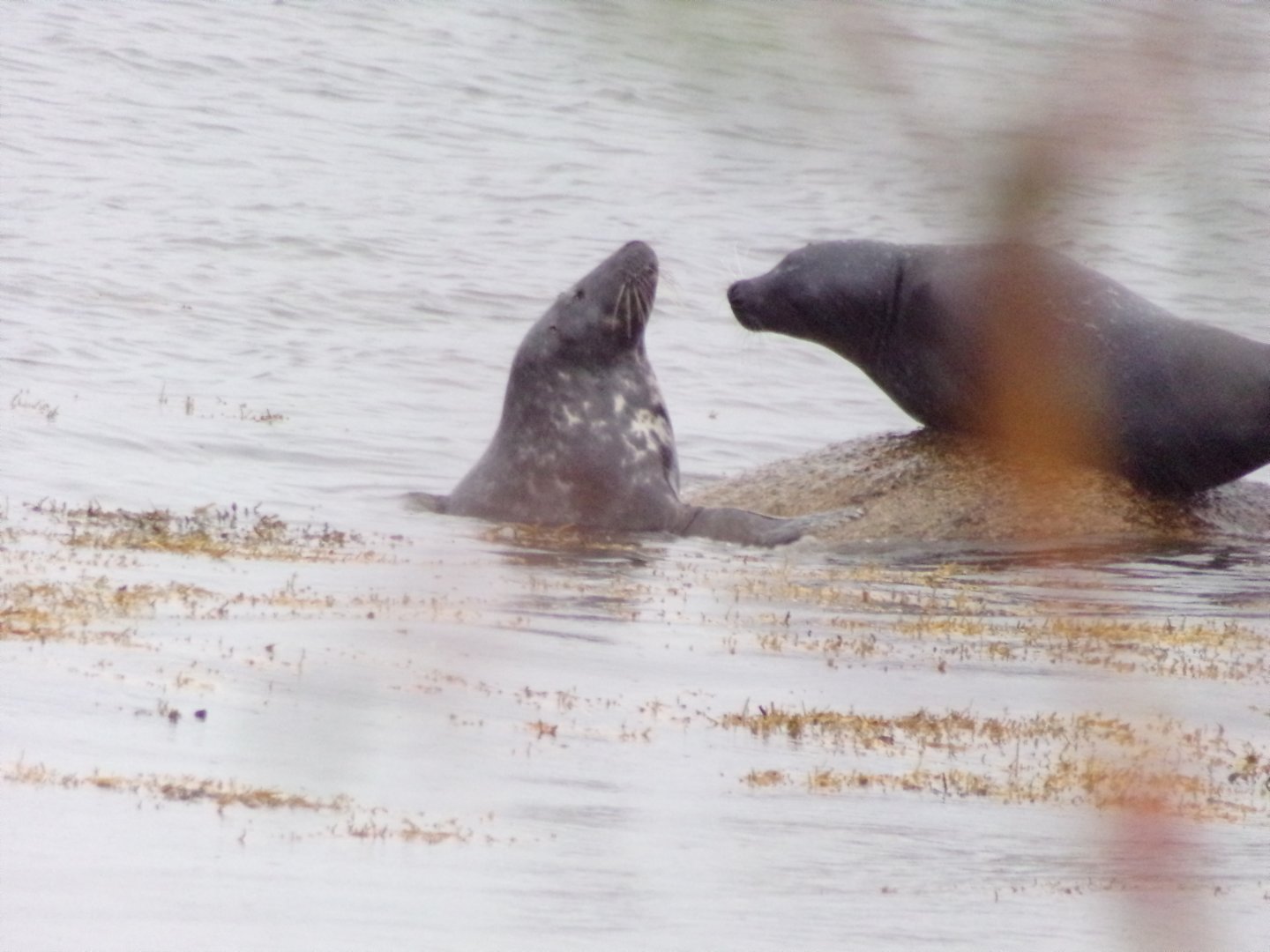 Grey seals squabbling on Isle of Arran (Lamlash) 17.9.23