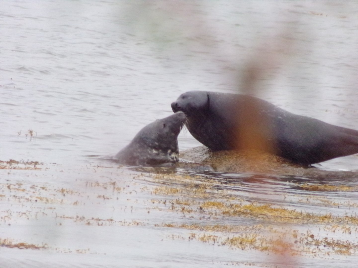 Grey seals squabbling on Isle of Arran (Lamlash) 17.9.23