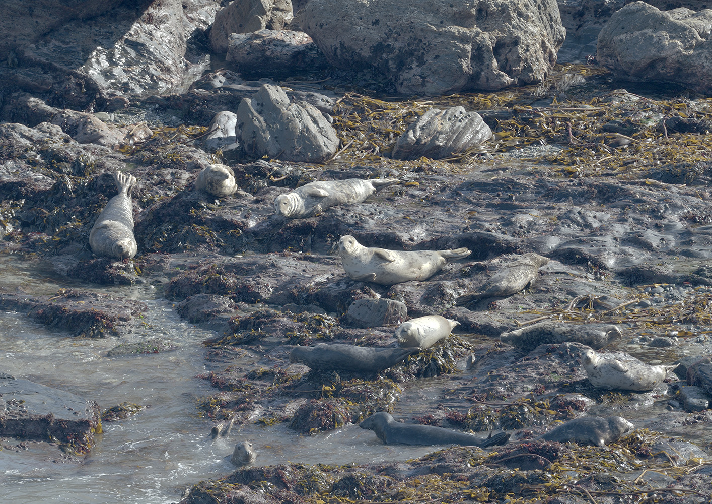 Grey seals
