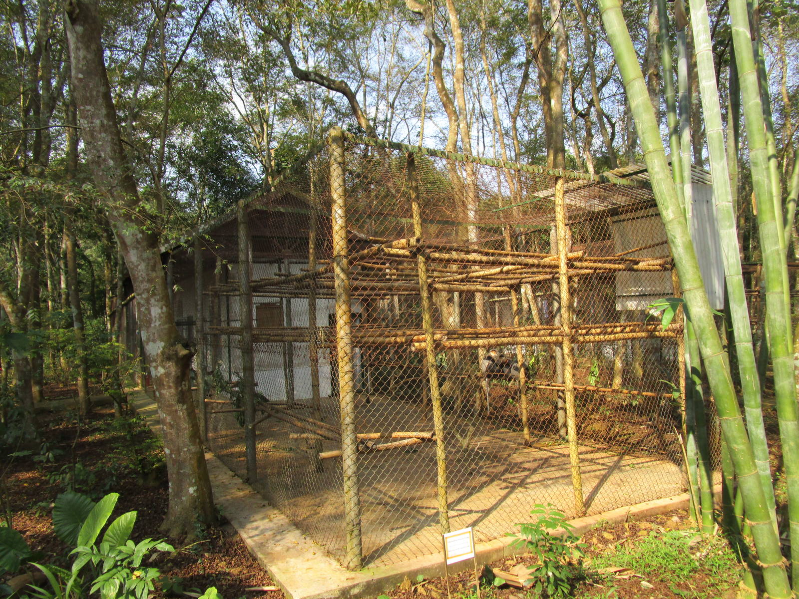 Grey-shanked Douc Enclosure