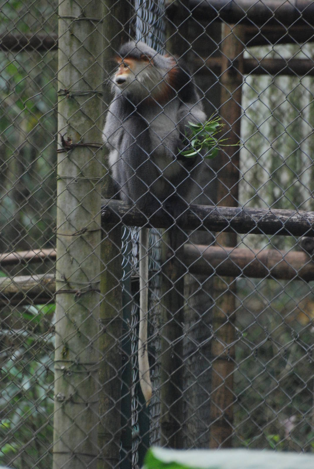 Grey-shanked Douc Langur at EPRC Cuc Phuong, 10/03/12