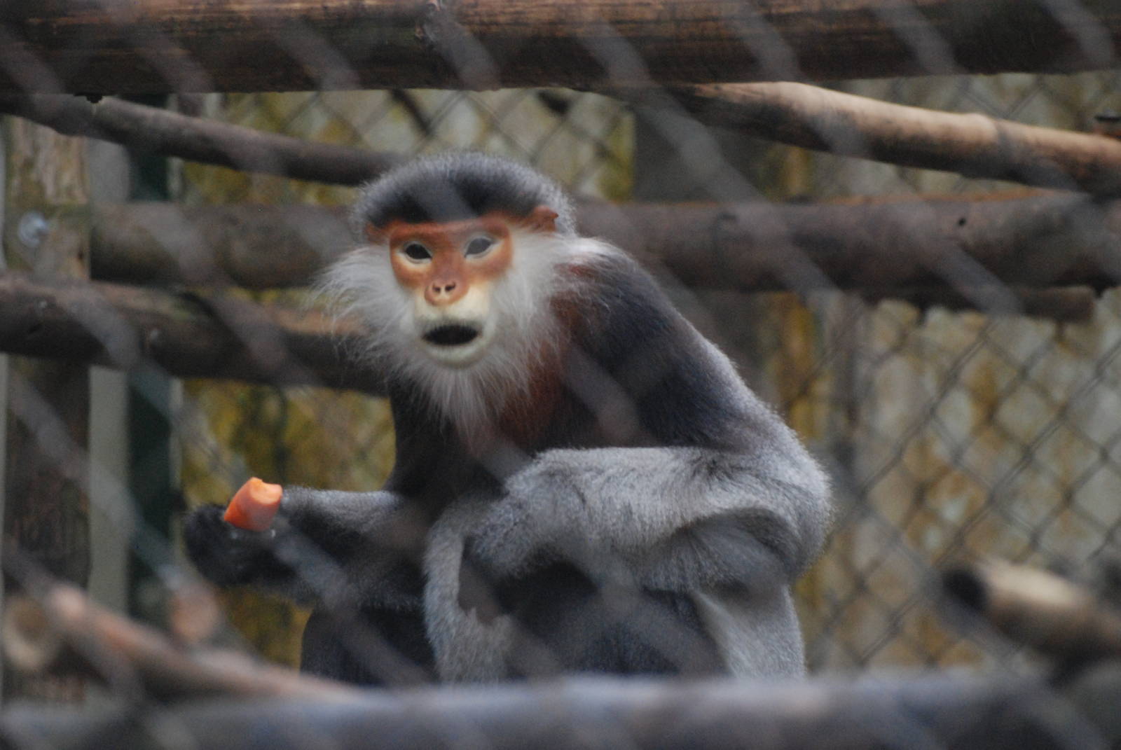 Grey-shanked Douc Langur at EPRC Cuc Phuong, 10/03/12