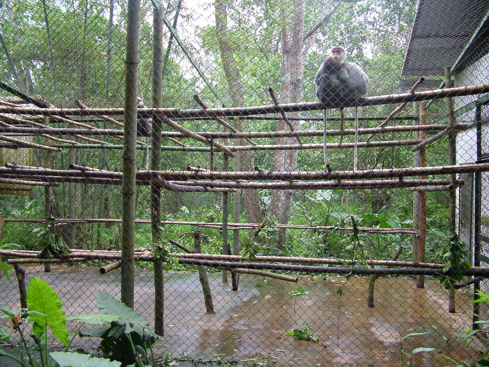 Grey-shanked Douc Langur Exhibit at EPRC Cuc Phuong, 10/03/12