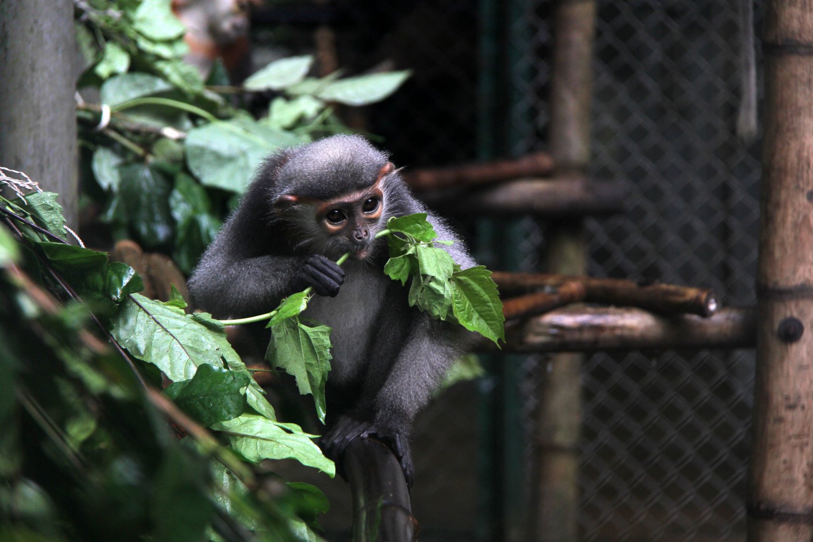 grey-shanked douc langur (Pygathrix cinerea)