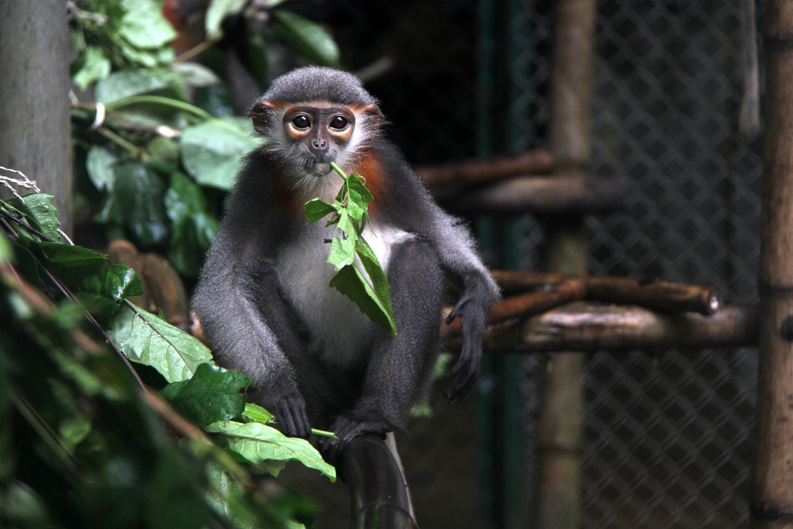 grey-shanked douc langur (Pygathrix cinerea)