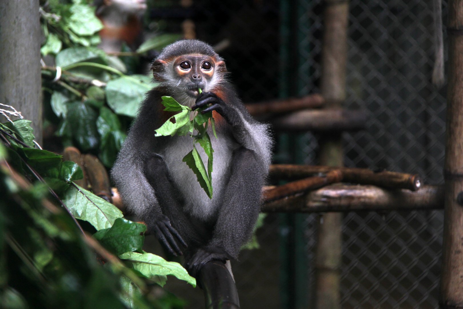 grey-shanked douc langur (Pygathrix cinerea)