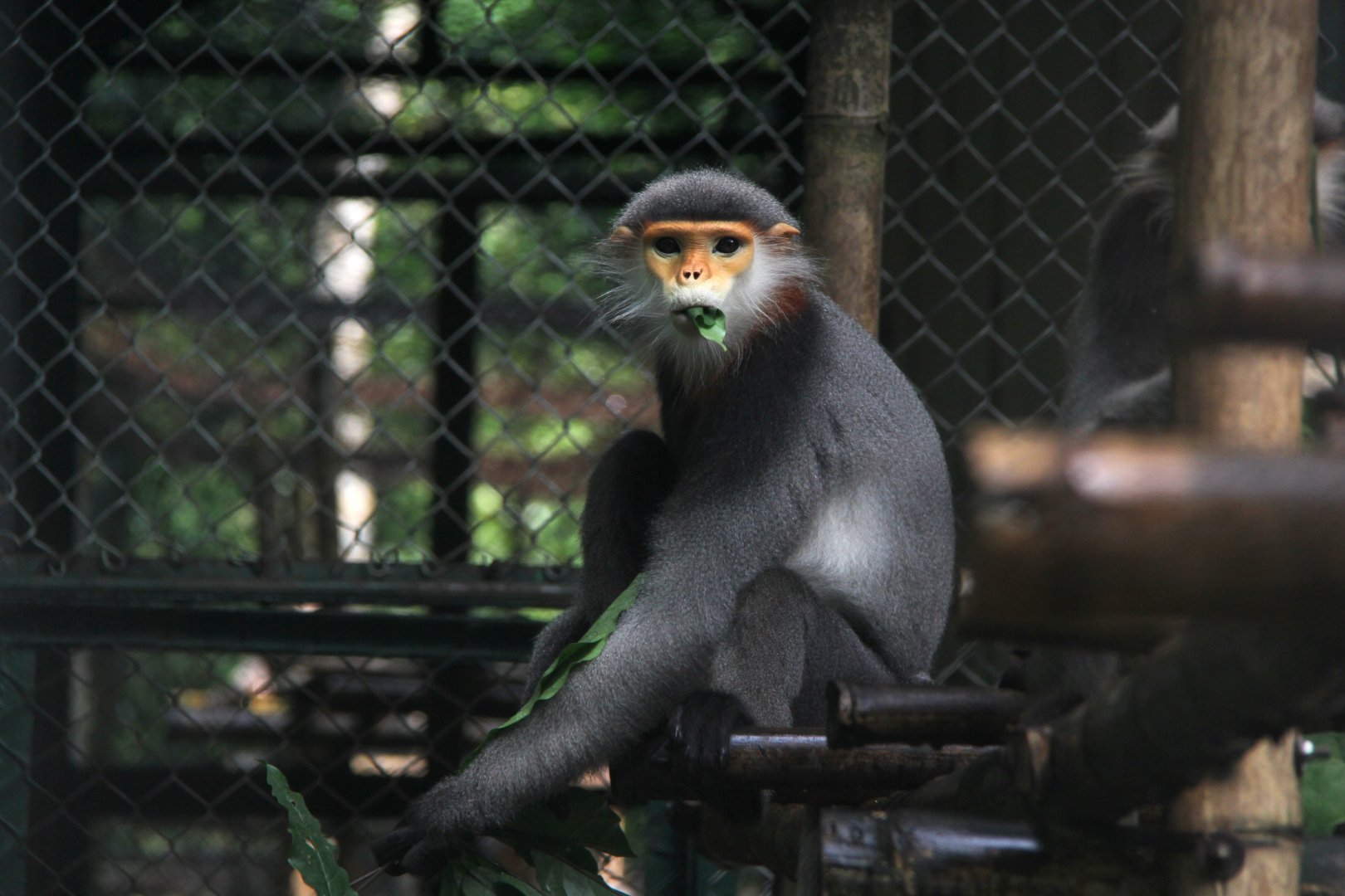 grey-shanked douc langur (Pygathrix cinerea)
