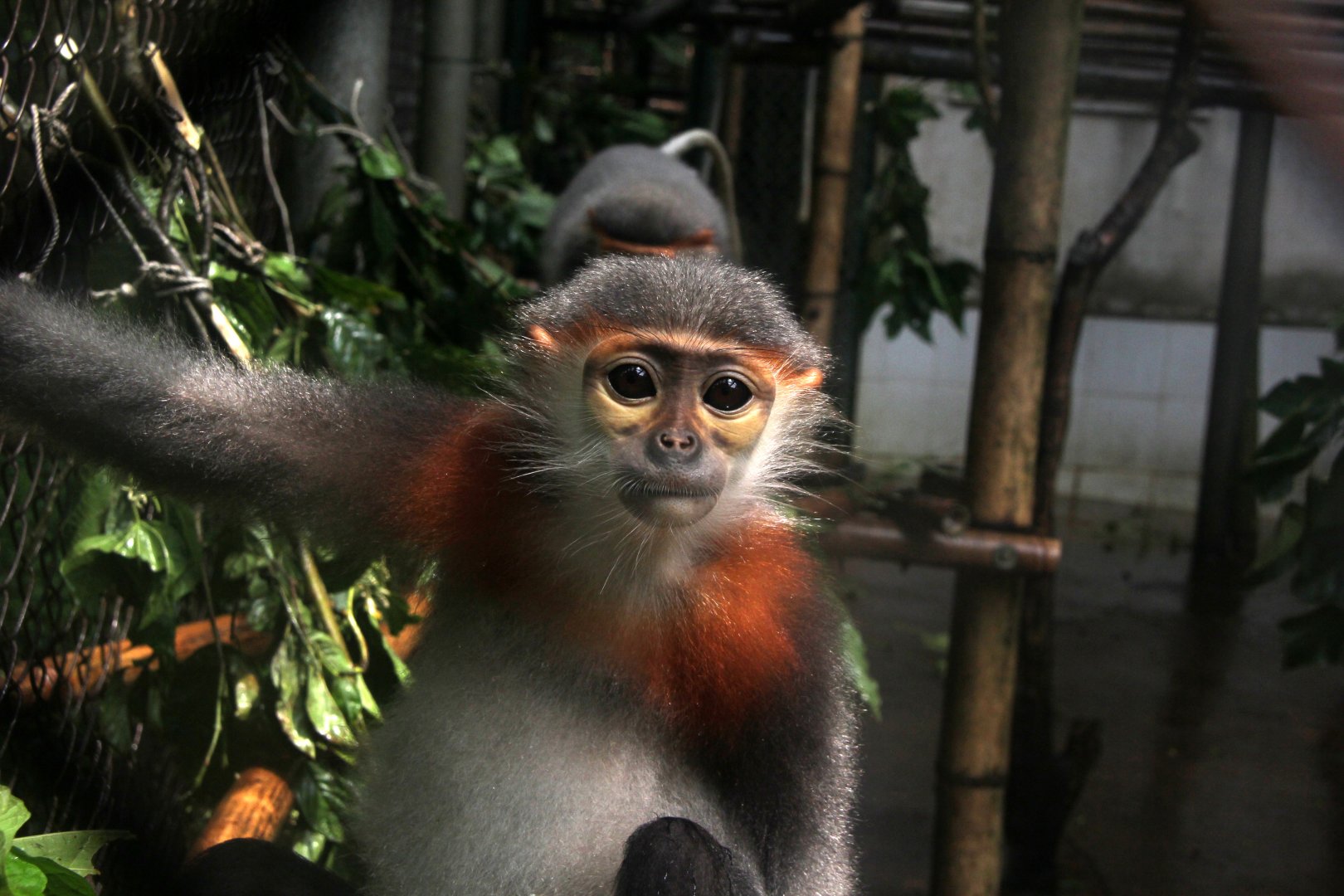 grey-shanked douc langur (Pygathrix cinerea)