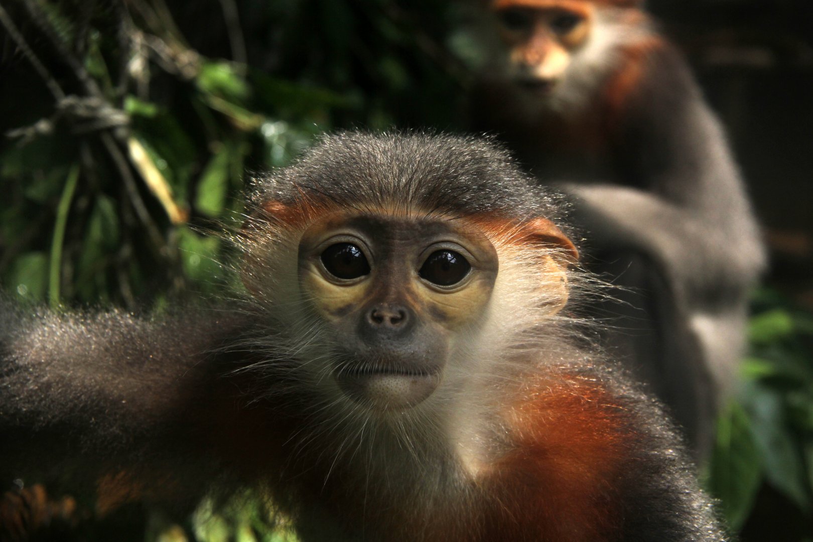 grey-shanked douc langur (Pygathrix cinerea)