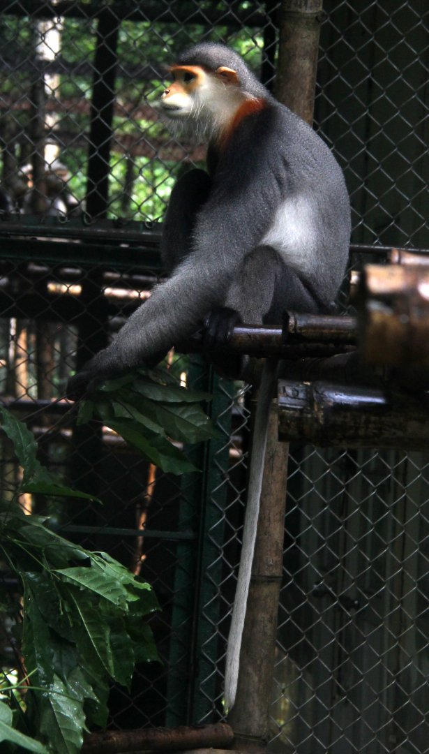 grey-shanked douc langur (Pygathrix cinerea)