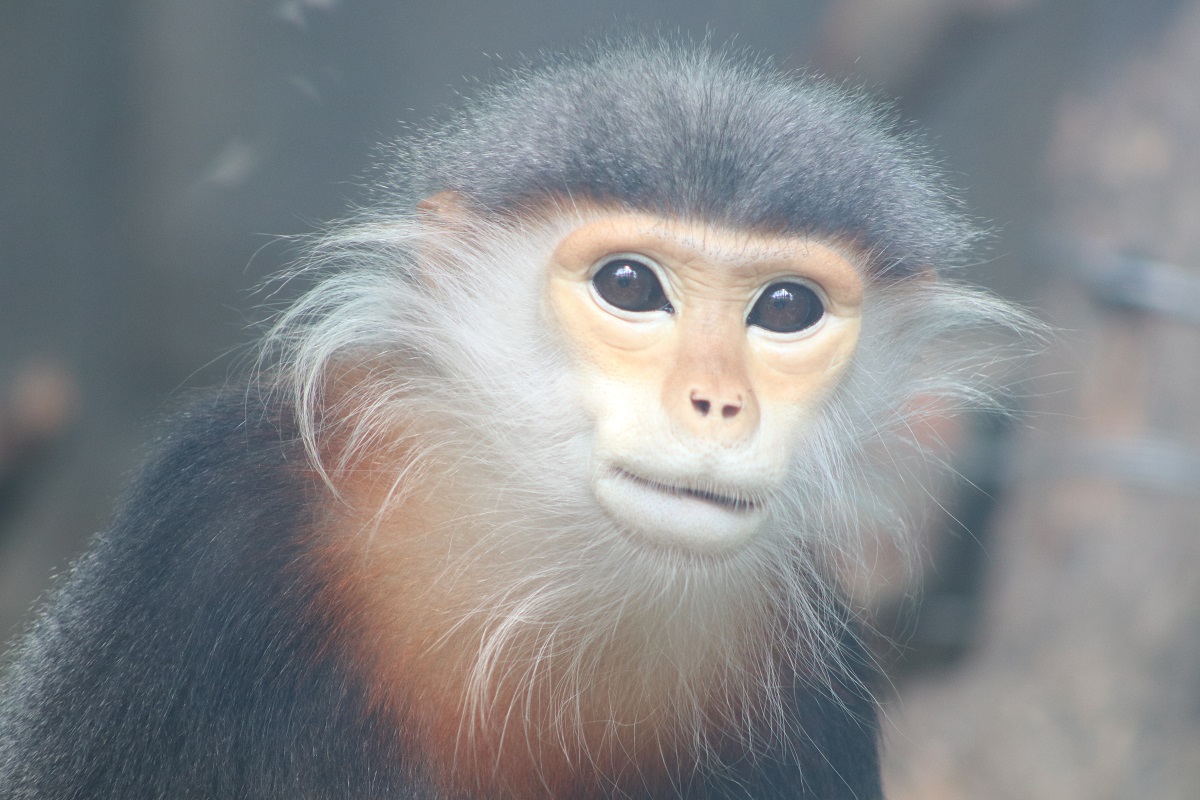 Grey-shanked Douc Langur (Pygathrix cinerea)