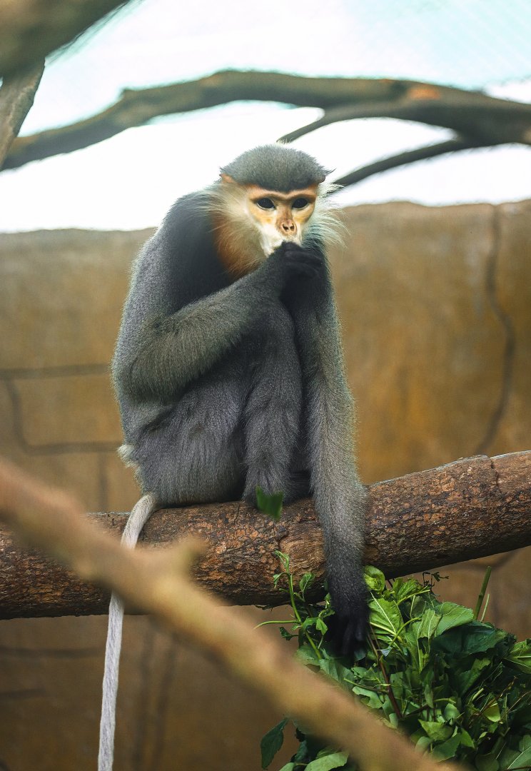 Grey-shanked Douc Langur