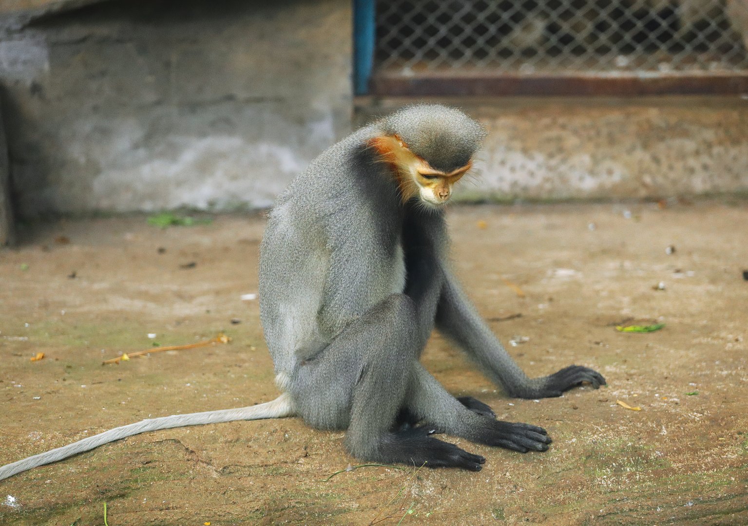 Grey-shanked Douc Langur