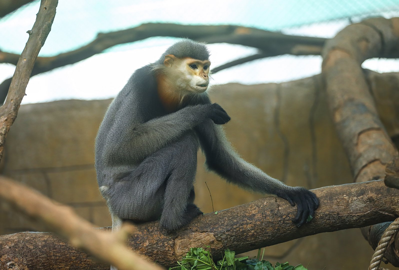 Grey-shanked Douc Langur