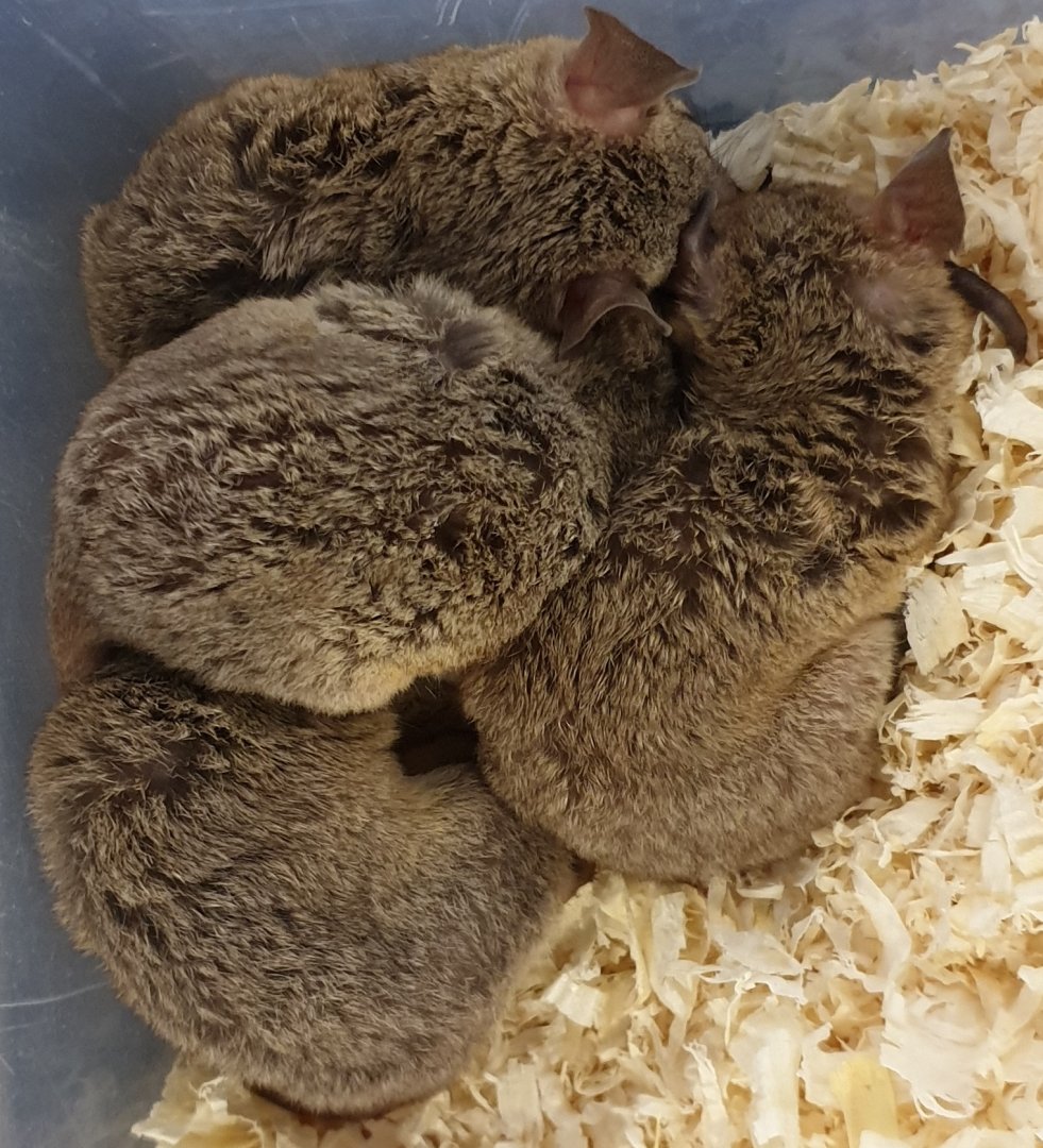 Grey short-tailed opossum - Monodelphis domestica