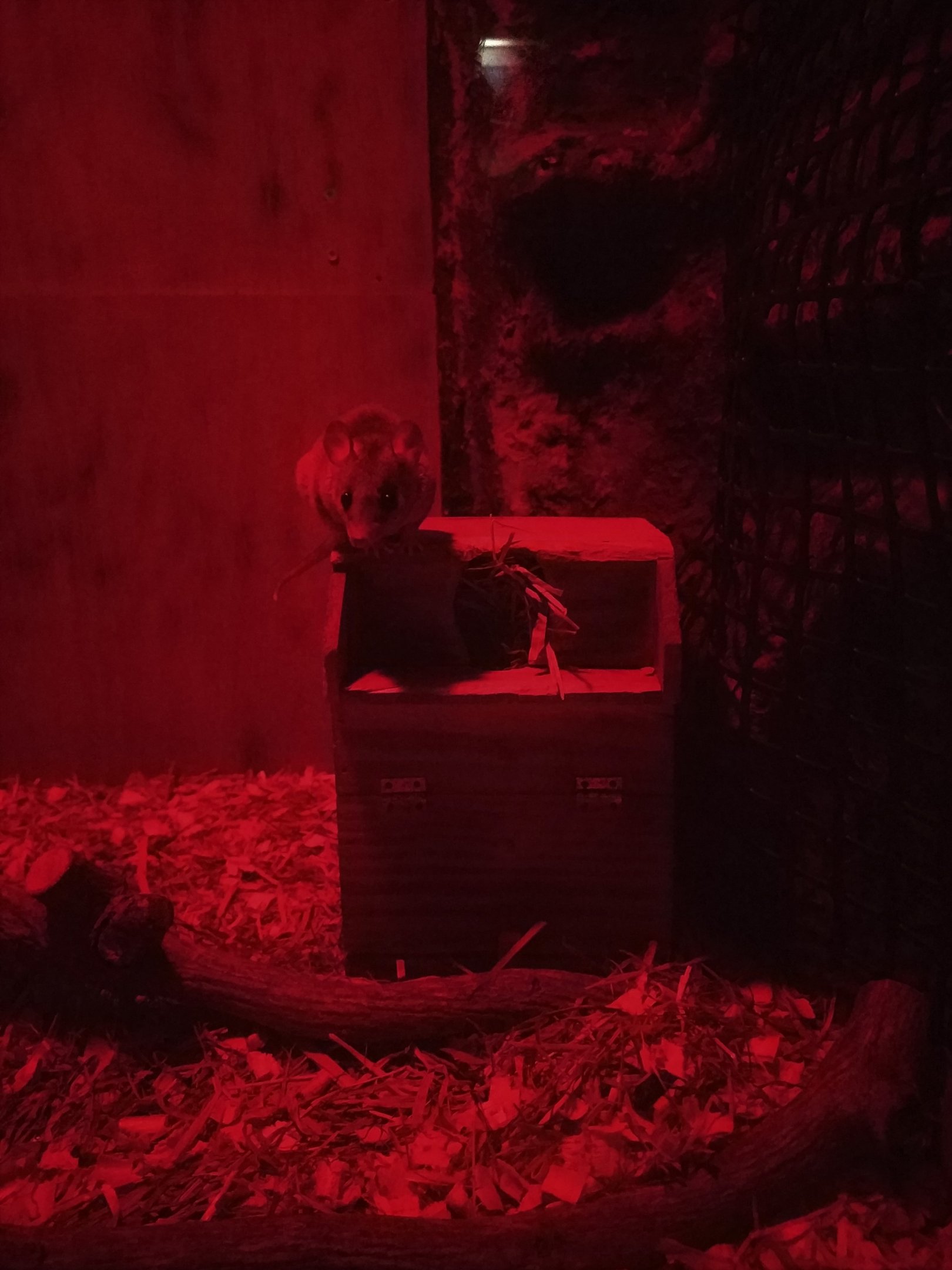 Grey Short-tailed Opossum