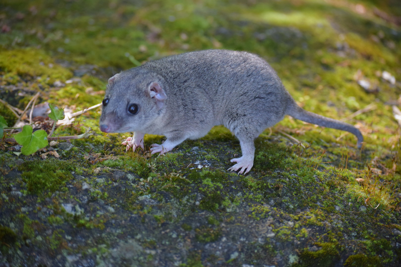 Grey short-tailed opossum