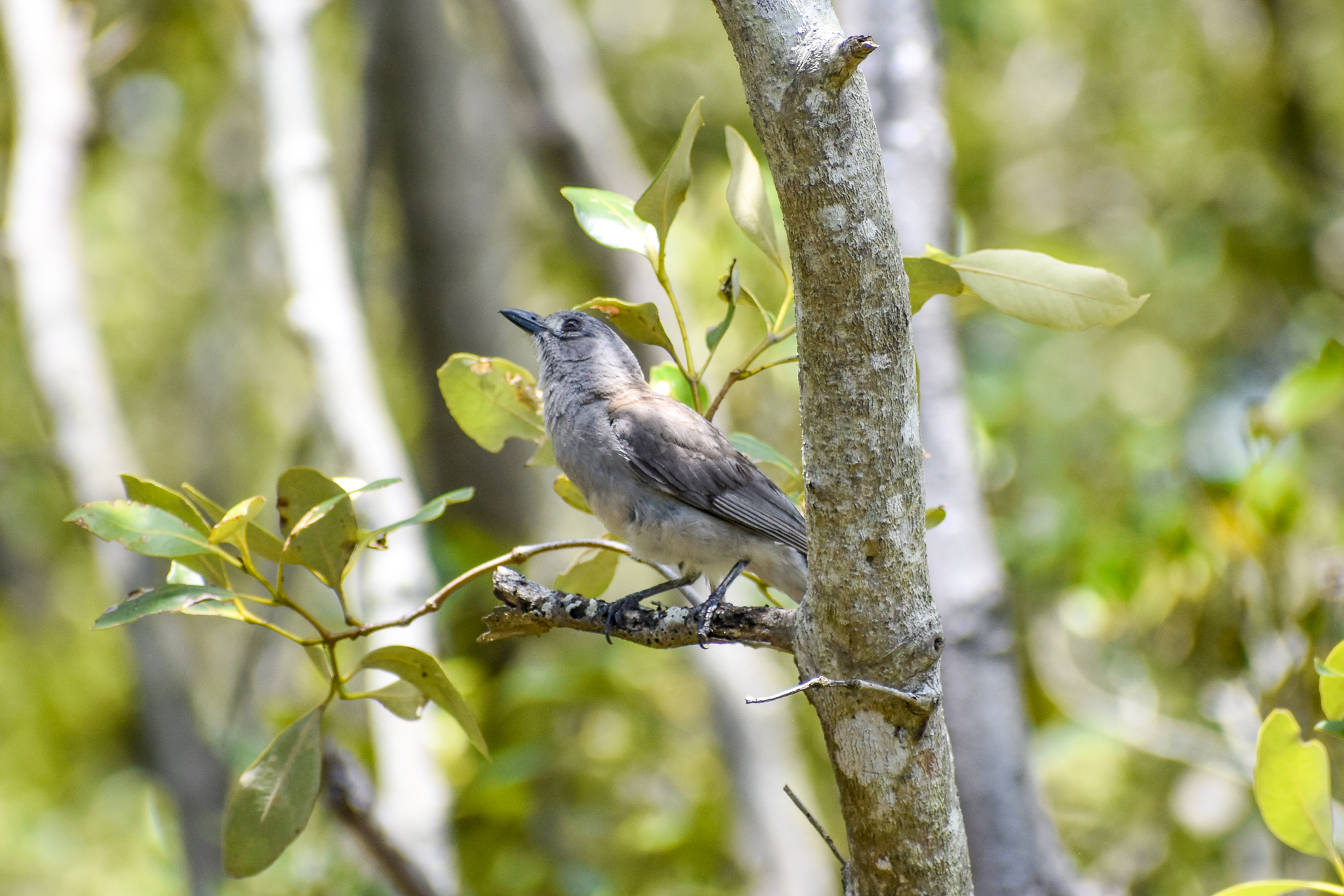 Grey Shrike-thrush (Colluricincla harmonica)