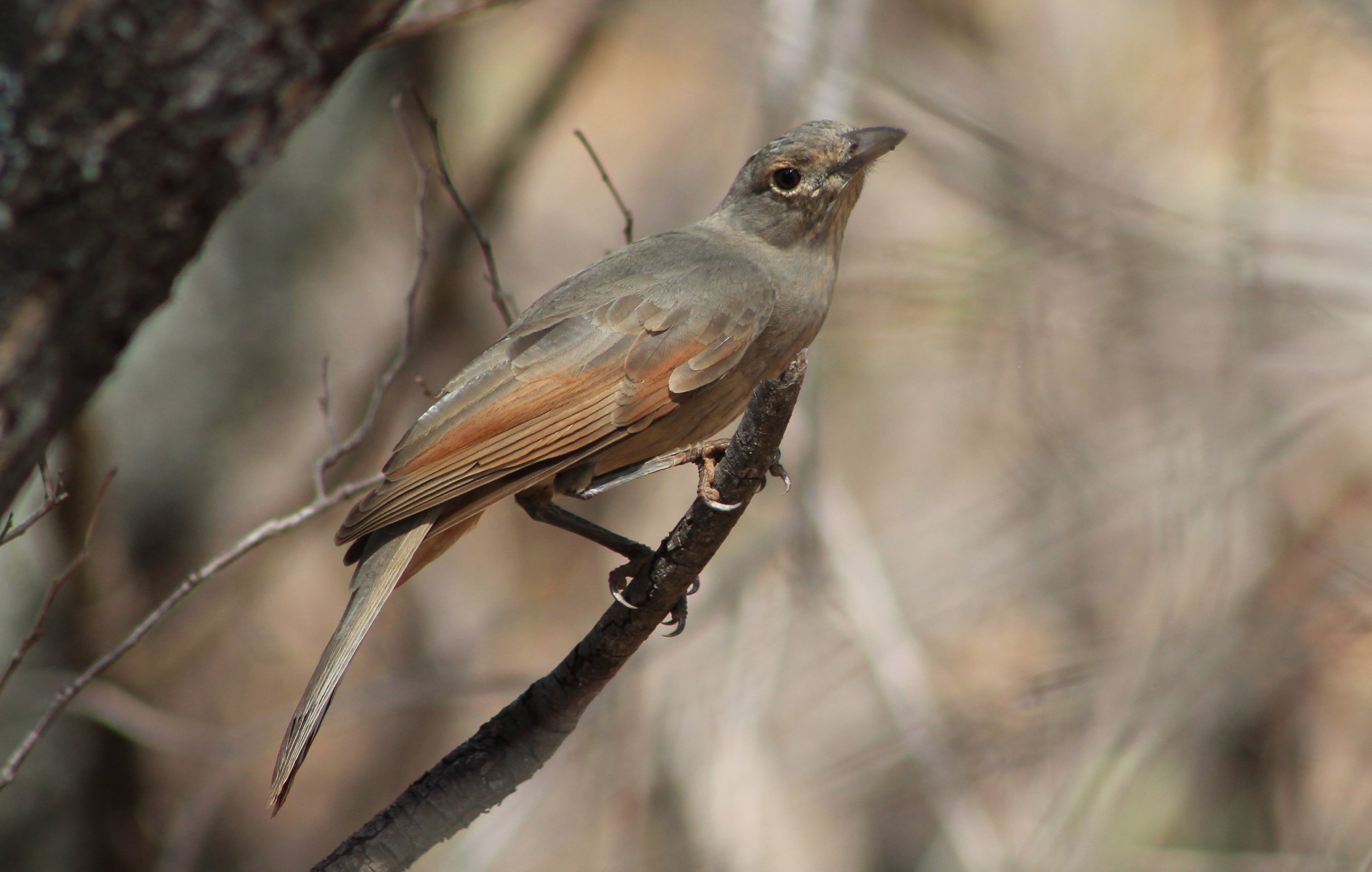 Grey Shrike-Thrush (Colluricincla harmonica)