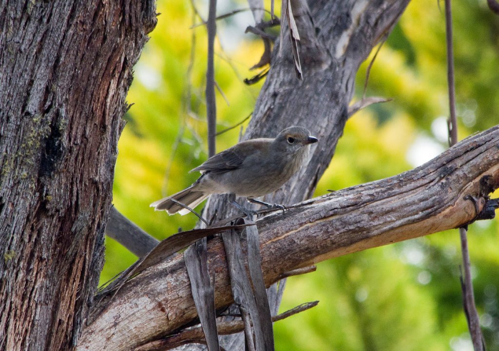 Grey Shrike-thrush female (Colluricincla harmonica)