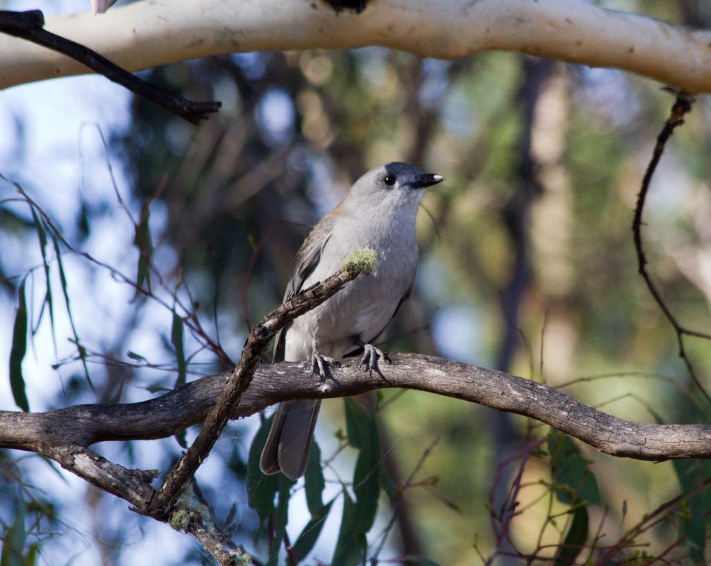 Grey Shrike-thrush female (Colluricincla harmonica)