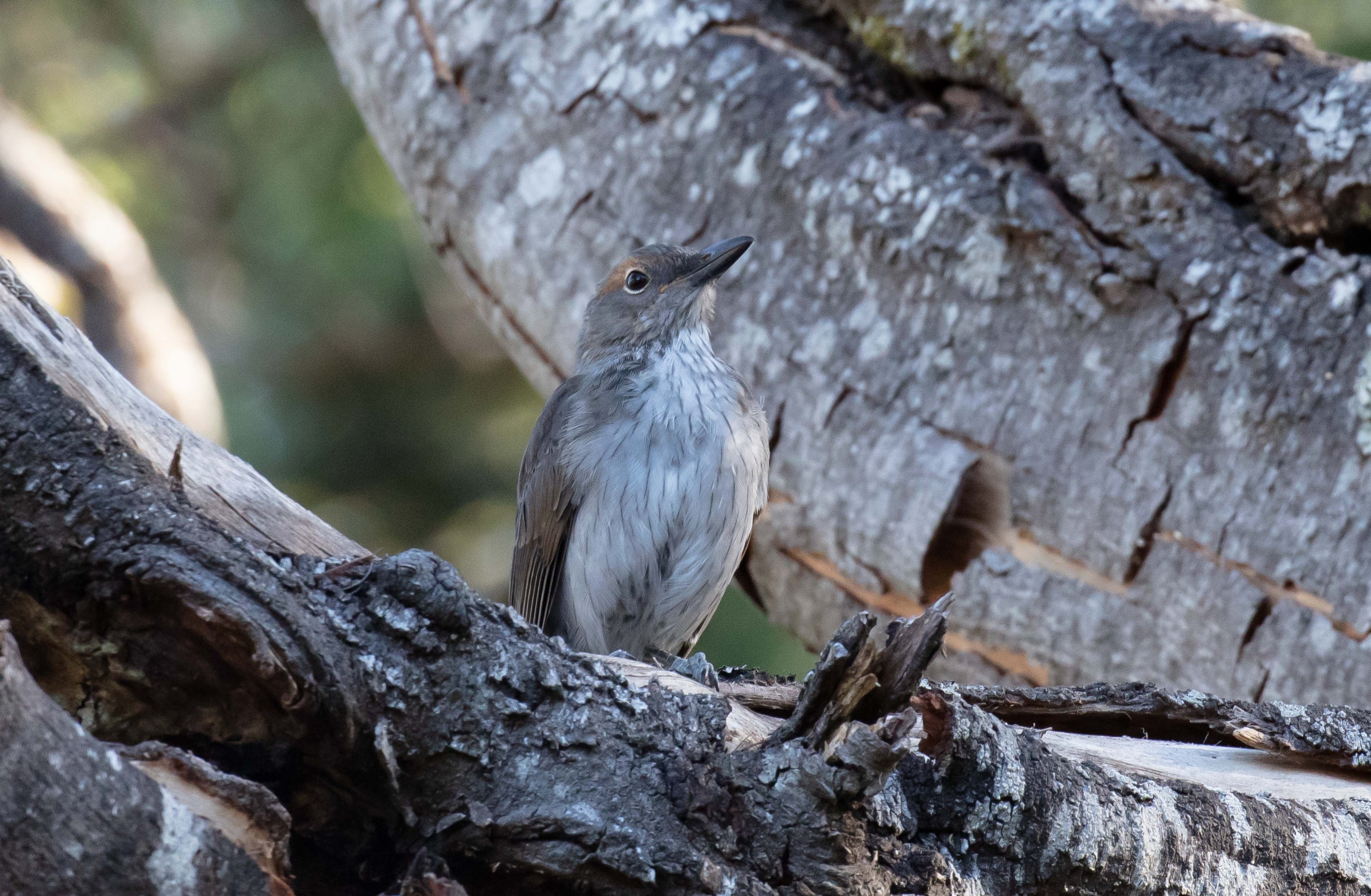 Grey Shrike-thrush immature