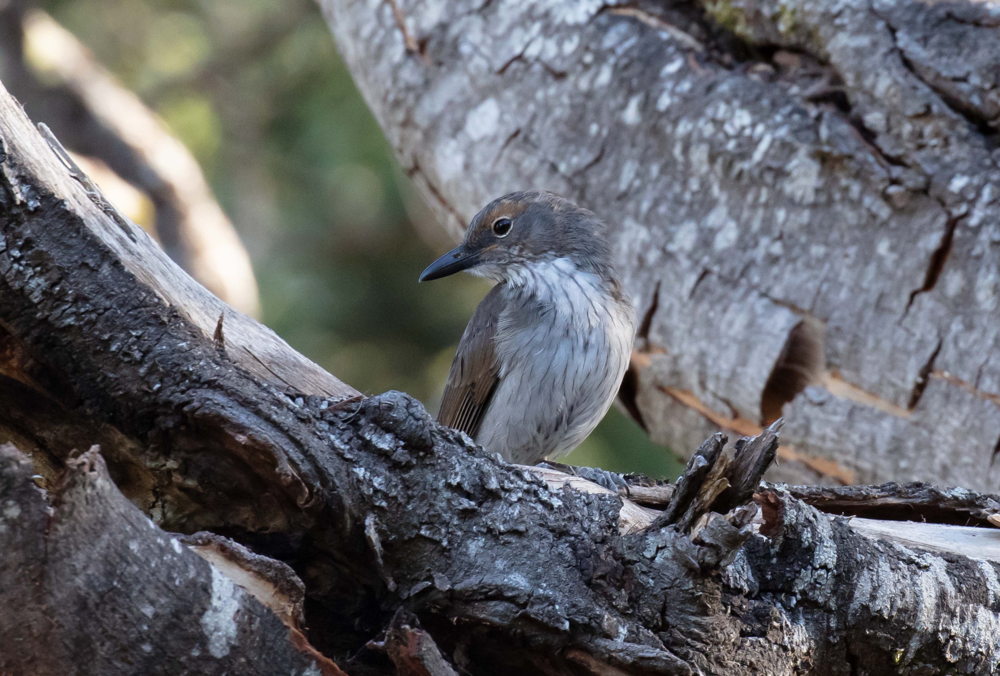 Grey Shrike-thrush immature
