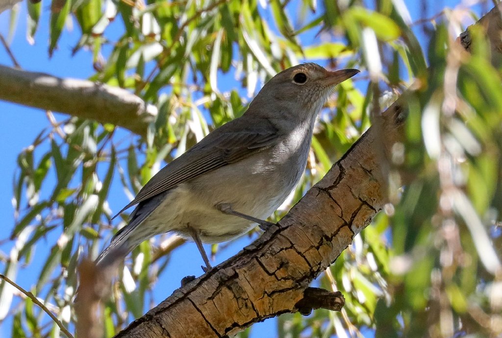 Grey Shrike-thrush juvenile