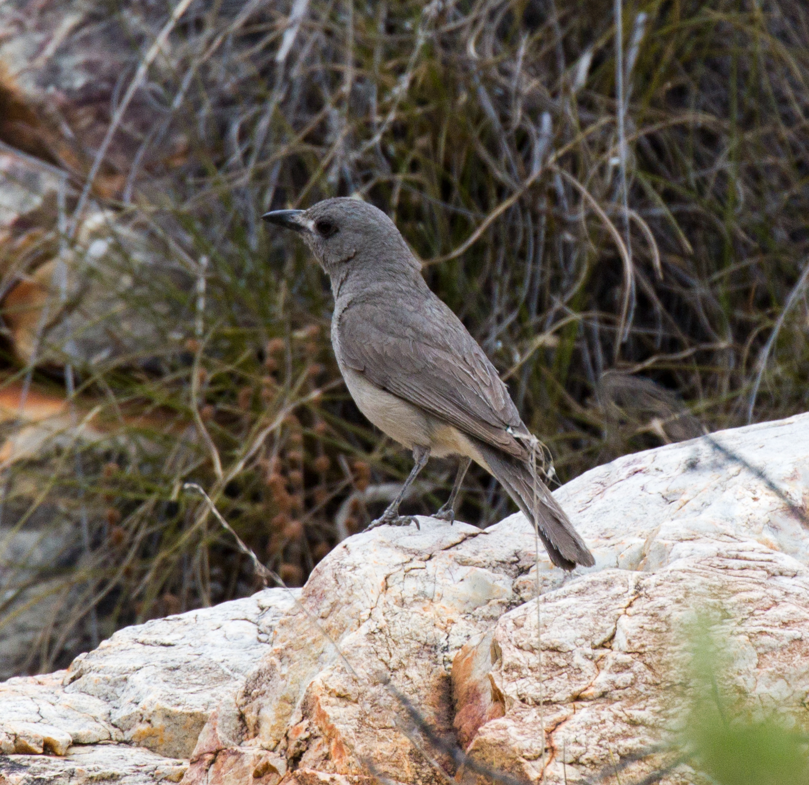 Grey Shrike Thrush