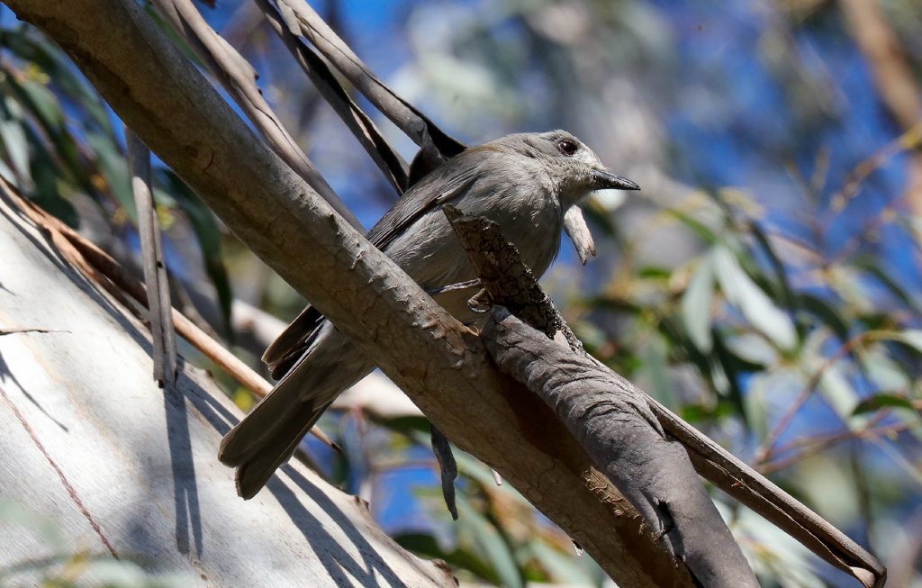 Grey Shrike-thrush