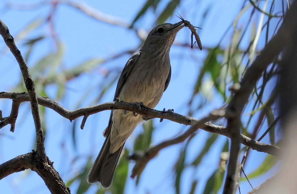 Grey Shrike-thrush