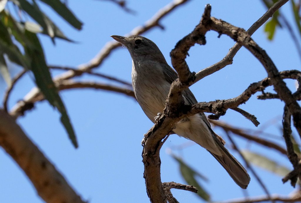 Grey Shrike-thrush