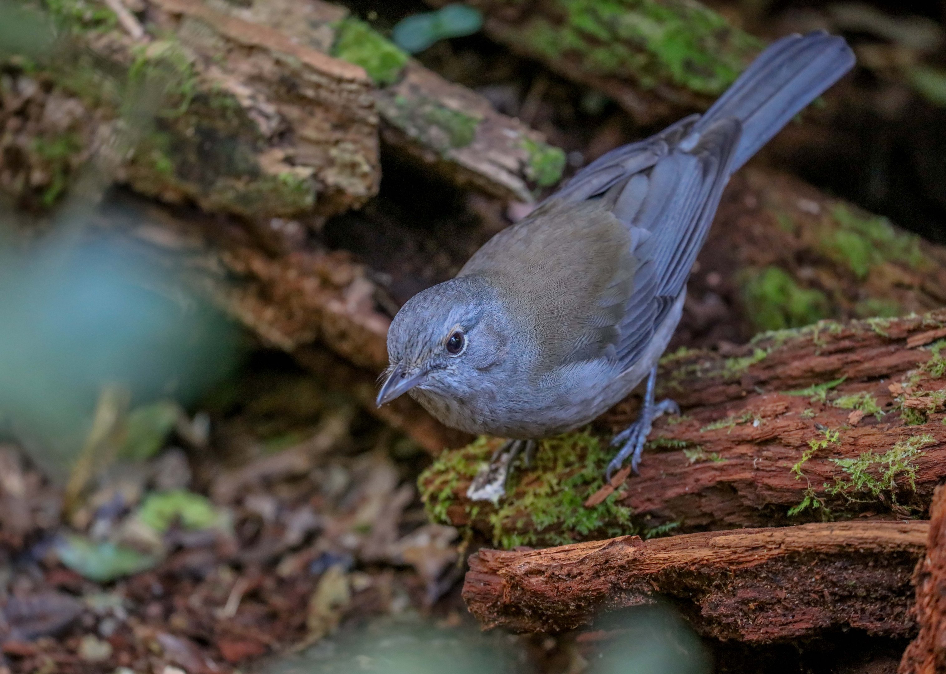 Grey Shrike Thrush