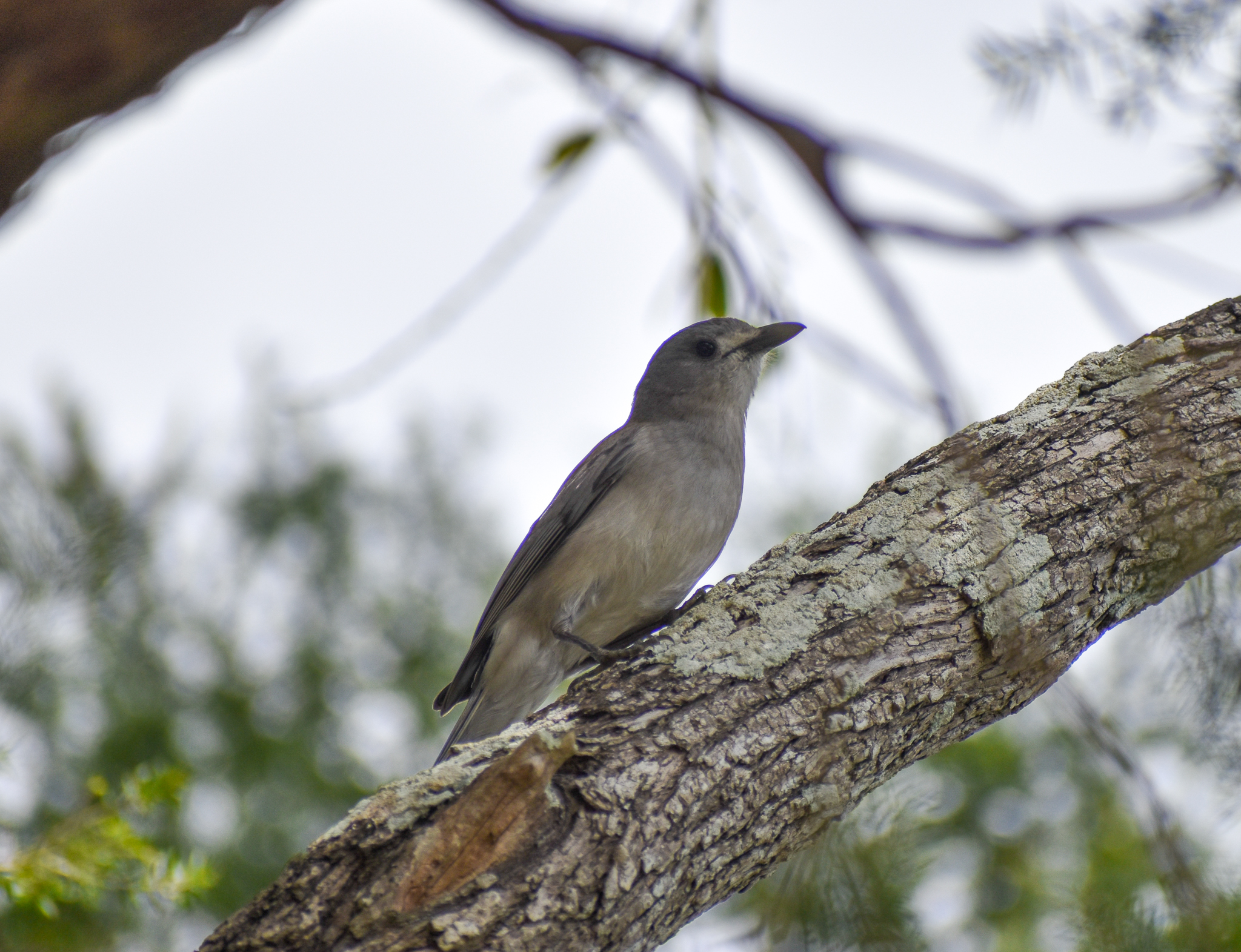 Grey Shrike-thrush