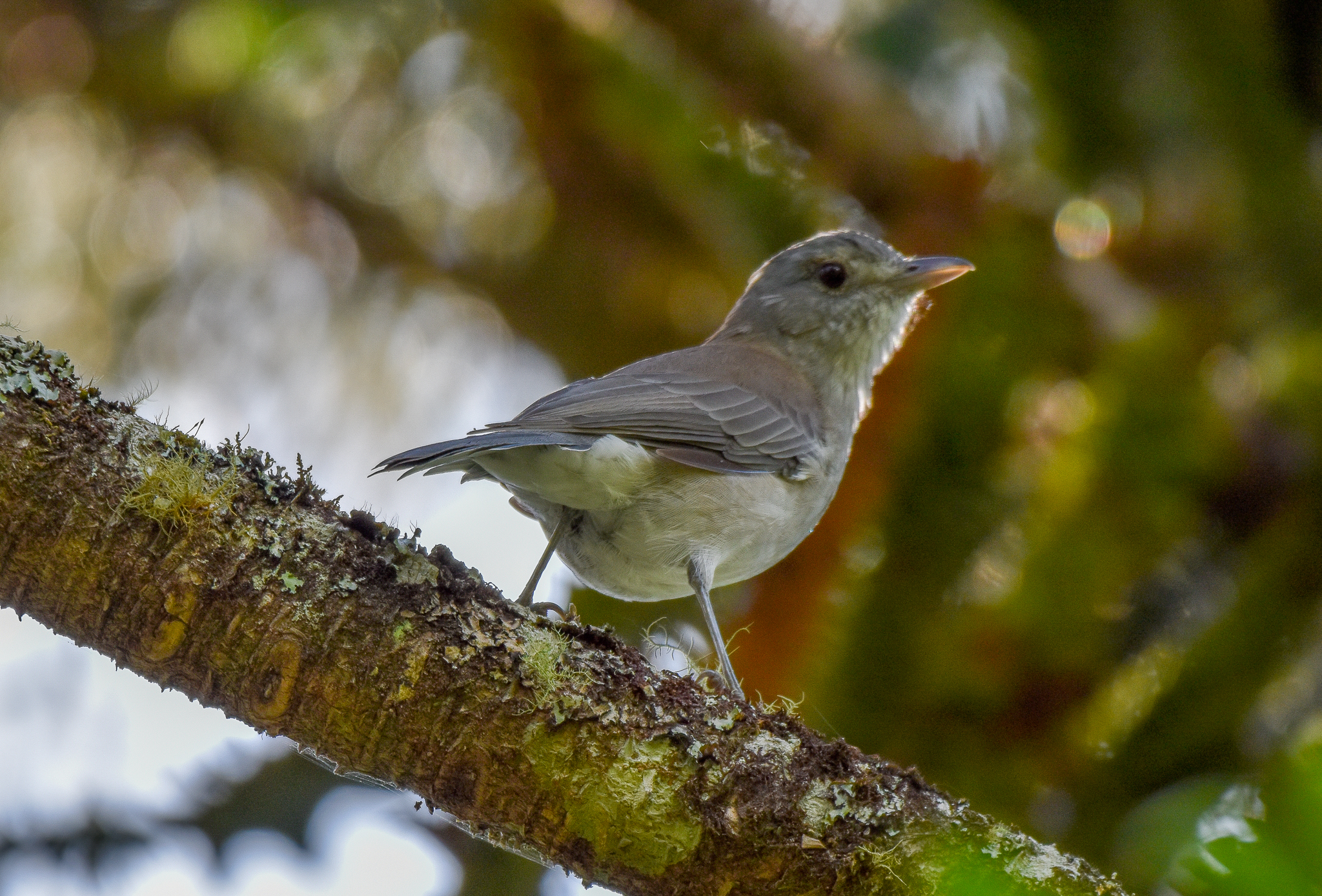 Grey Shrike-thrush