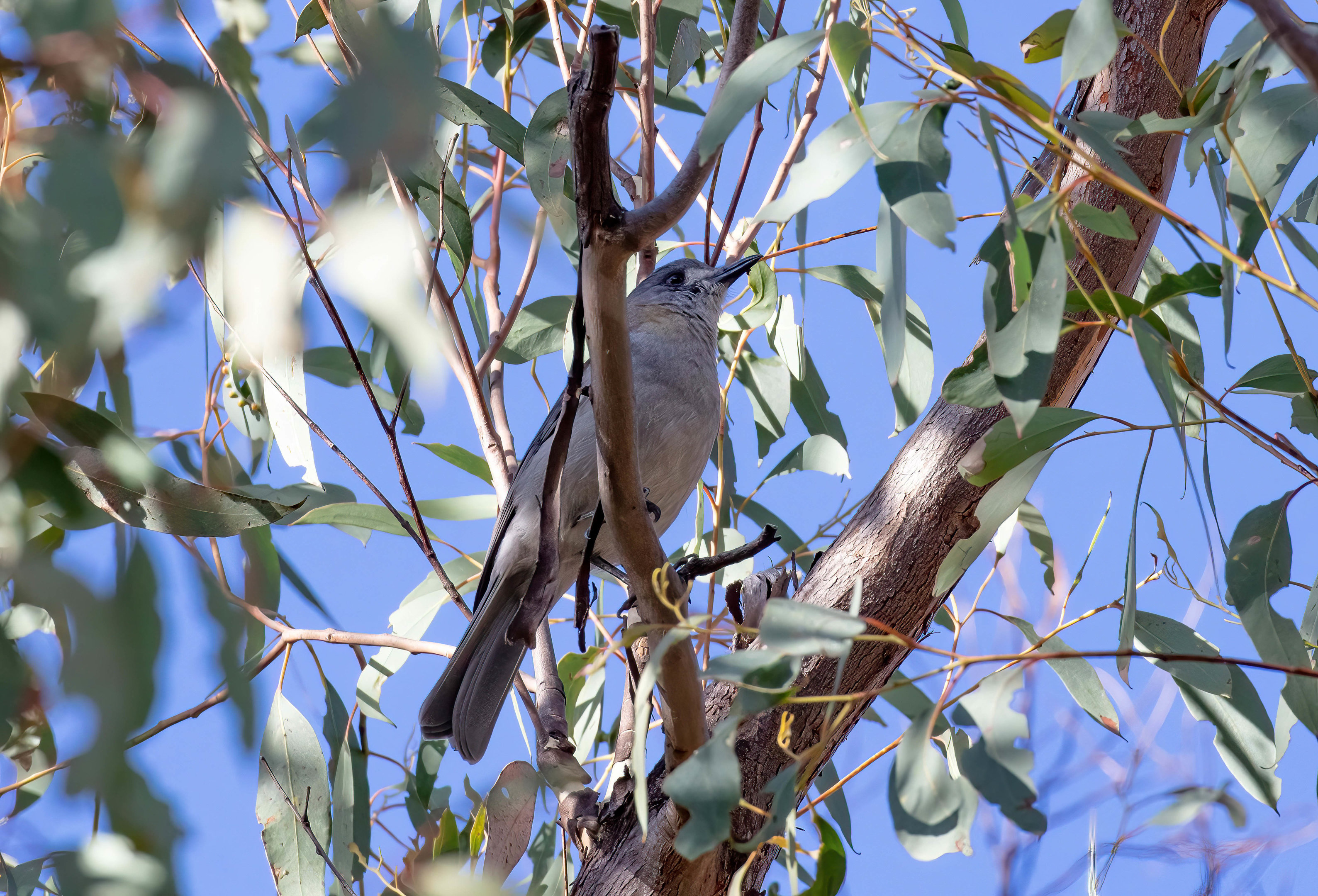 Grey Shrike-thrush