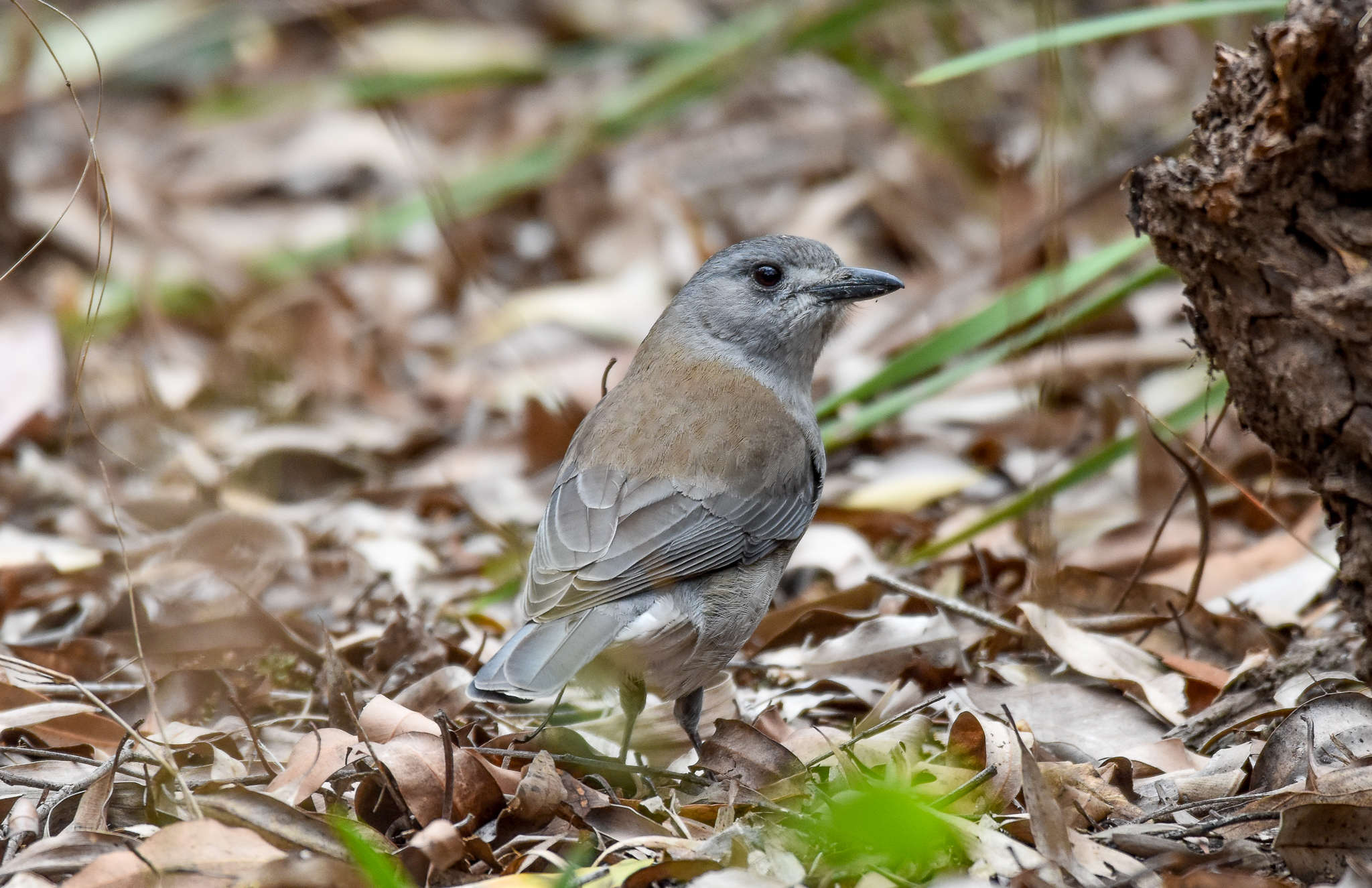 Grey Shrike-thrush