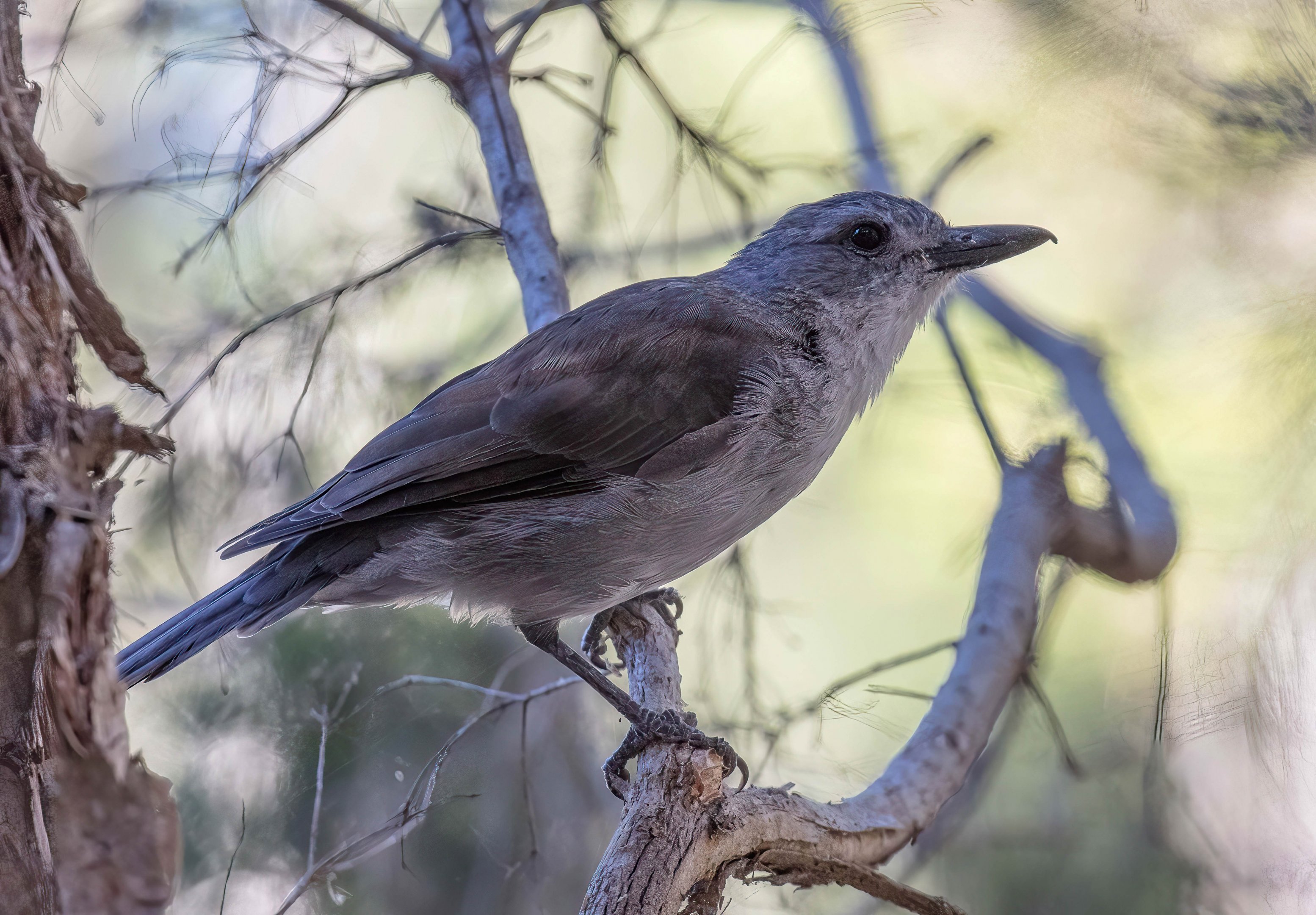 Grey Shrike Thrush