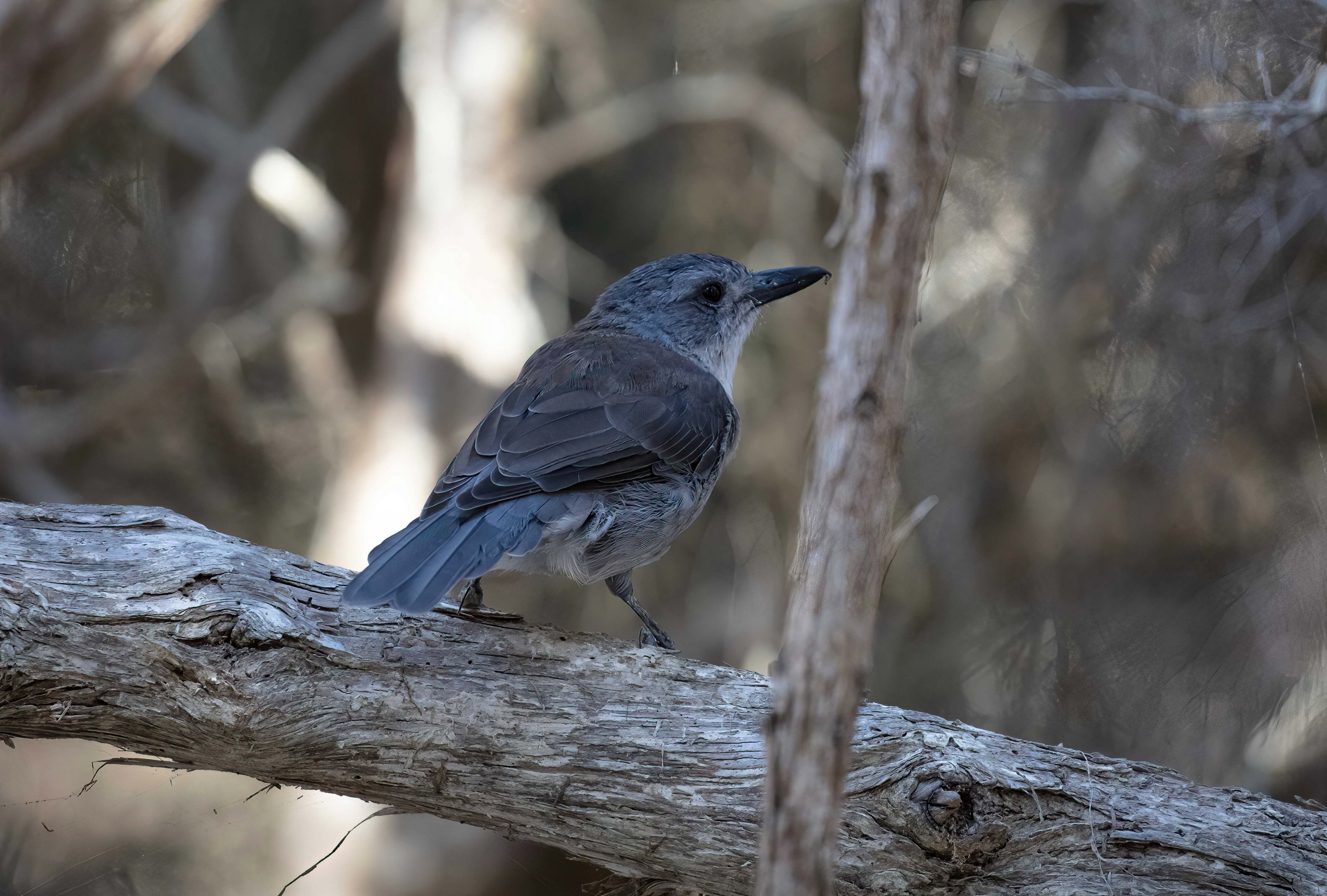 Grey Shrike Thrush