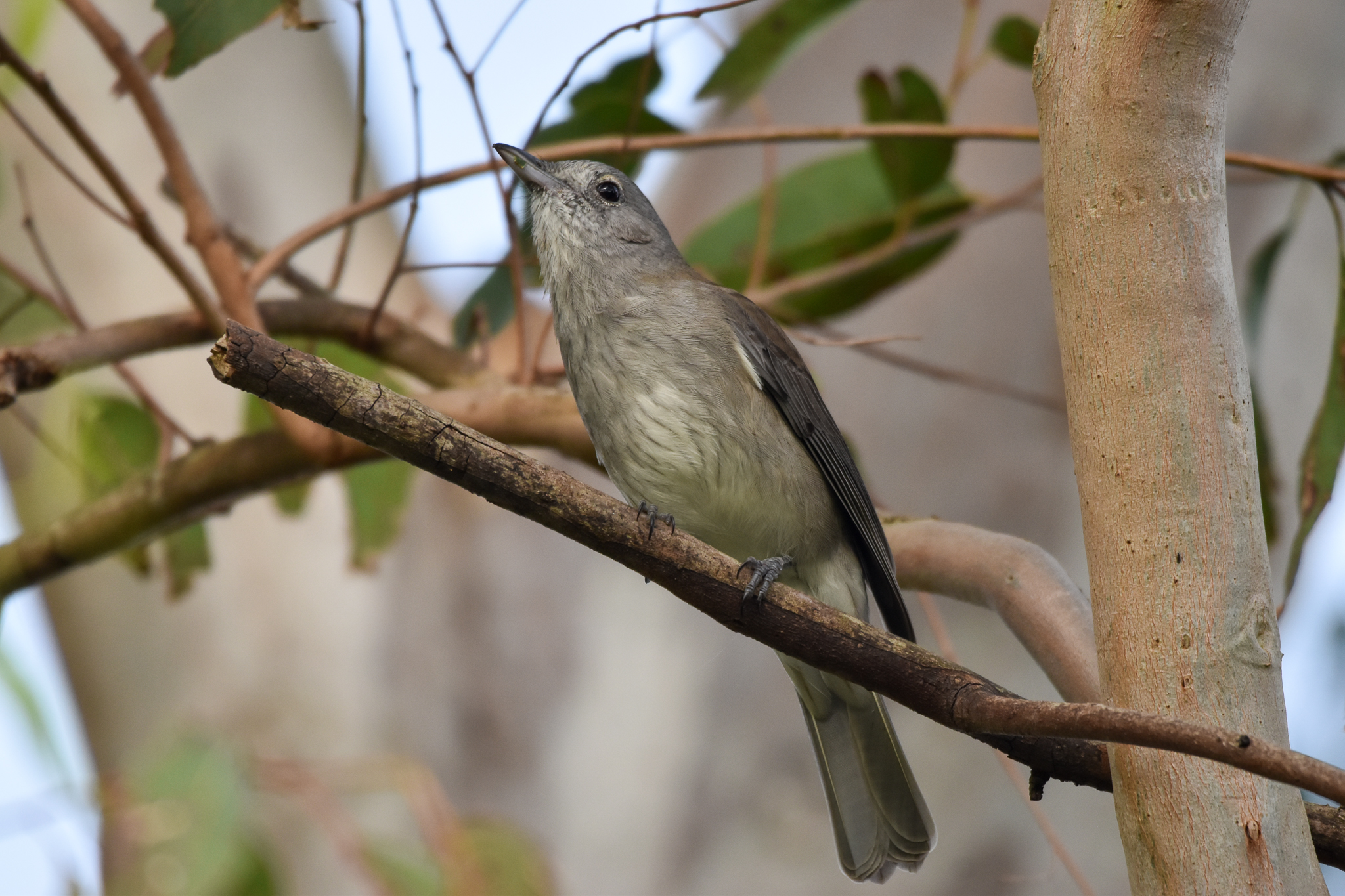 Grey Shrike-thrush