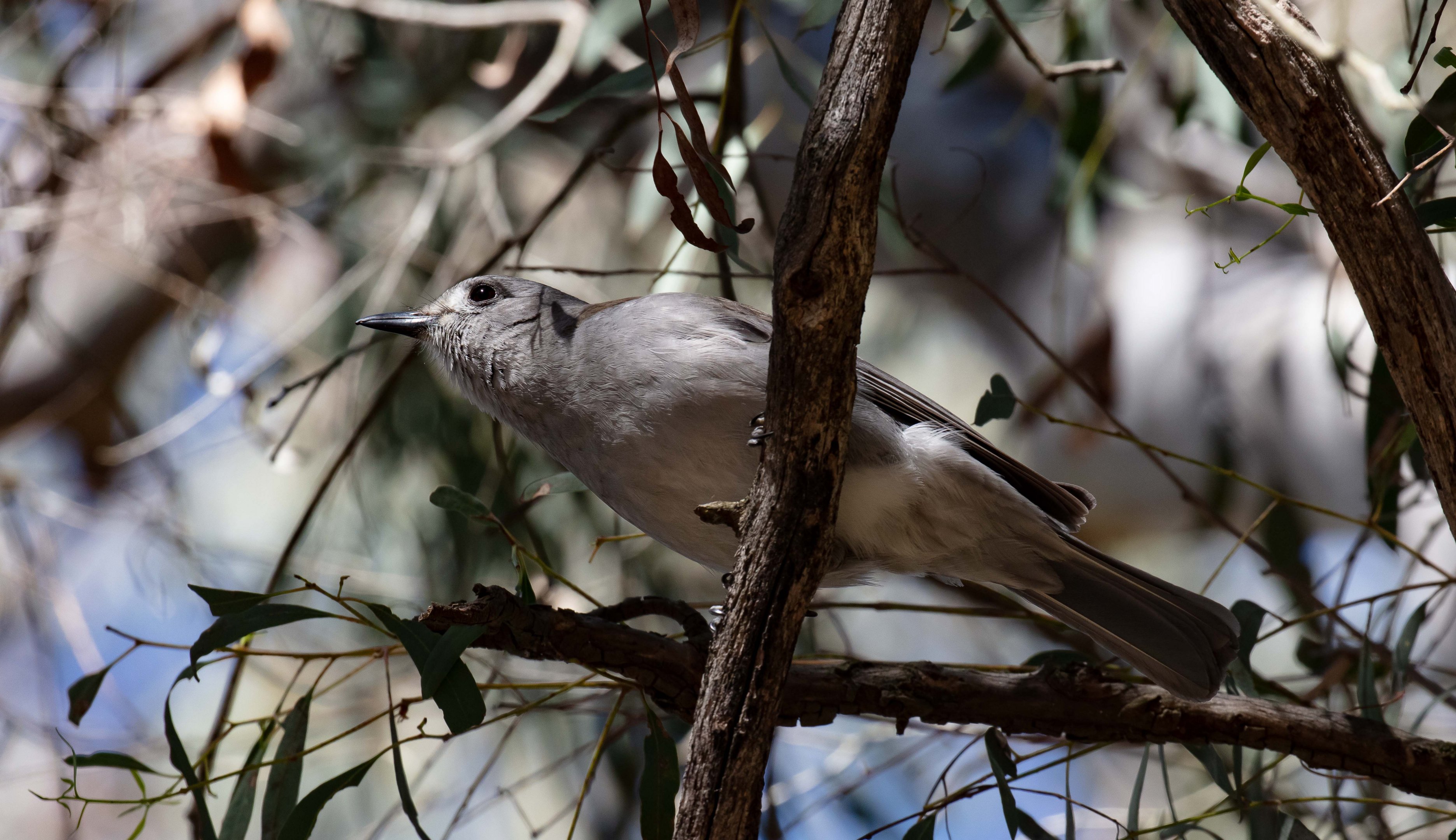 Grey Shrikethrush