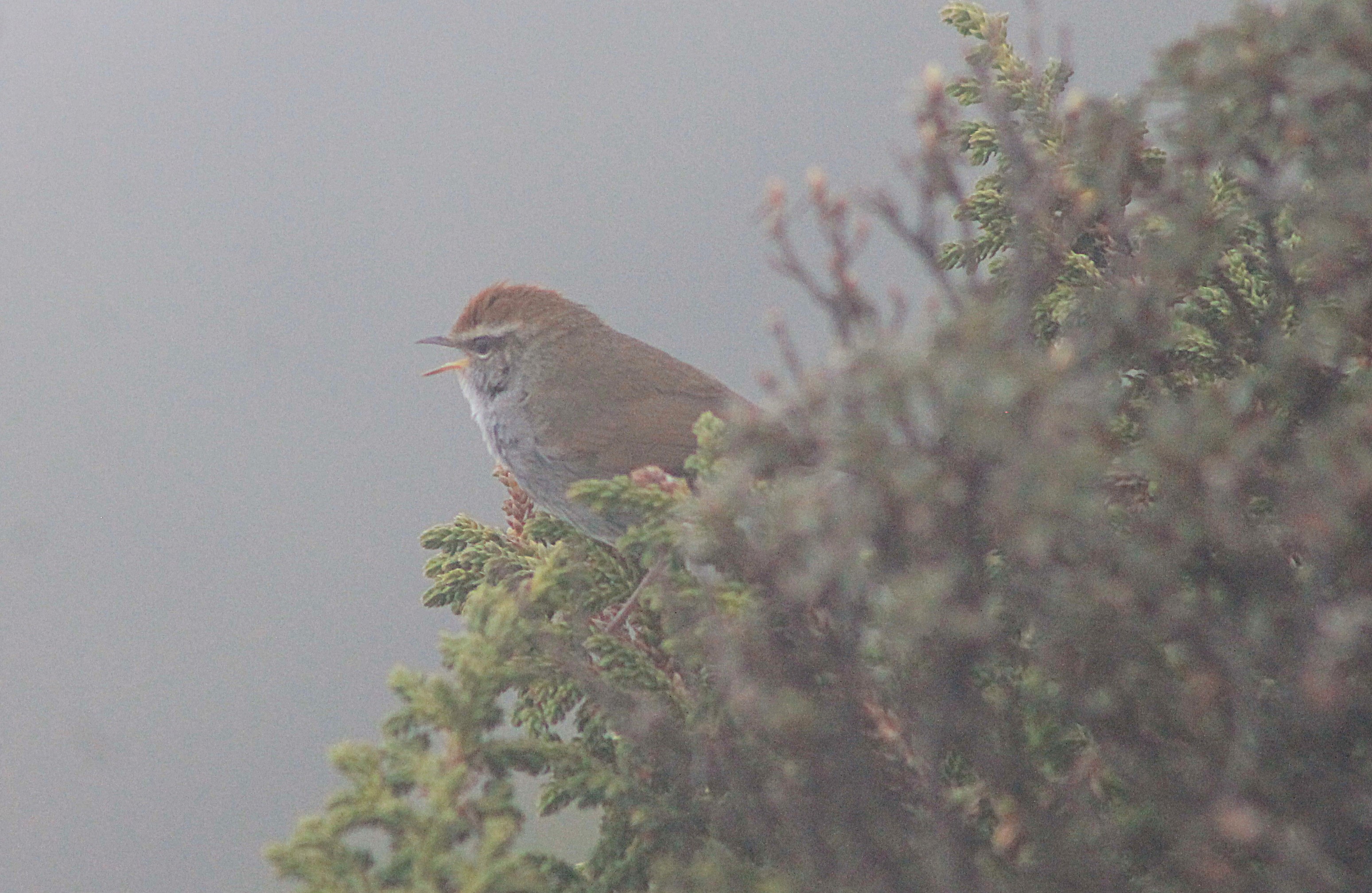 Grey-sided Bush Warbler (Cetttia brunnifrons)